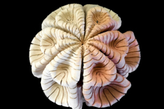 Fractal-Bidimensional-Medidas-36-x-36-x-36-cms-2