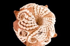 Fractal-Celular-medidas-32-x-32-x-32-cms-3