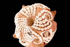 Fractal-Celular-medidas-32-x-32-x-32-cms-5