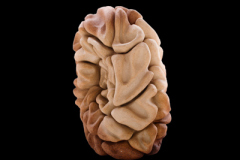 Renacimiento-medidas-46-x-37-x-30-cms-3