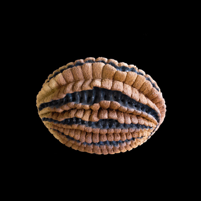 Anhelo Cautivo medidas 46 x 50 x 35 cms 3 - Luces gestacionales