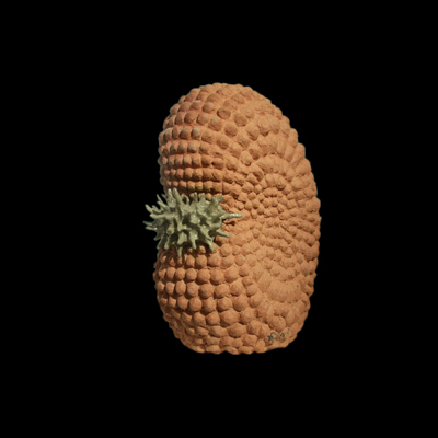 Asomo Asombroso medidas 40 x 40 x30 cms 1 - Luces gestacionales