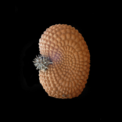 Asomo Asombroso medidas 40 x 40 x30 cms 3 - Inicio