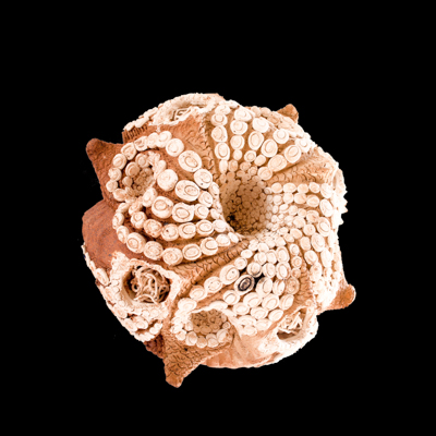 Fractal Celular medidas 32 x 32 x 32 cms 3 - Inicio